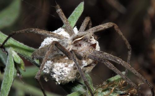 Pisaura mirabilis